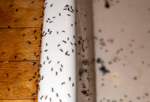 Best Bed Bug Extermination  in Richland, GA